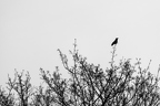 blackandwhites.photography